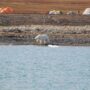 Pozdrownienia z Ny-Ålesund